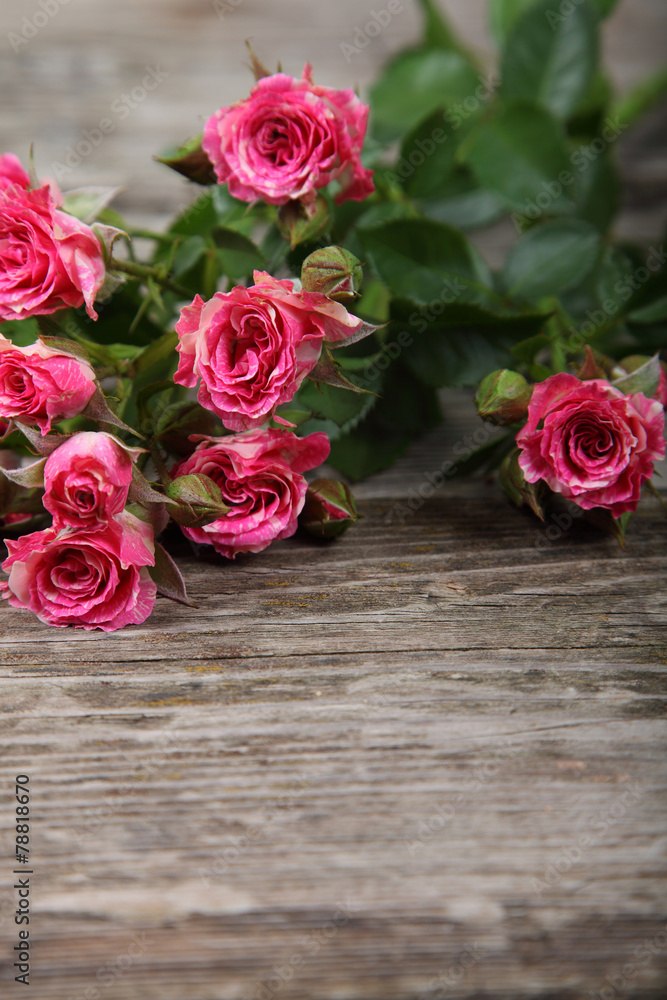 Bouquet of pink roses