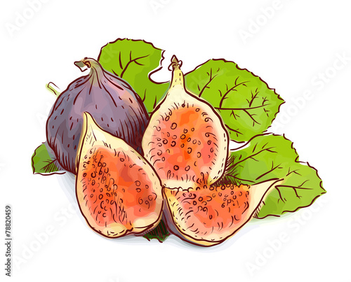 Figs. Watercolor imitation with sketch.
