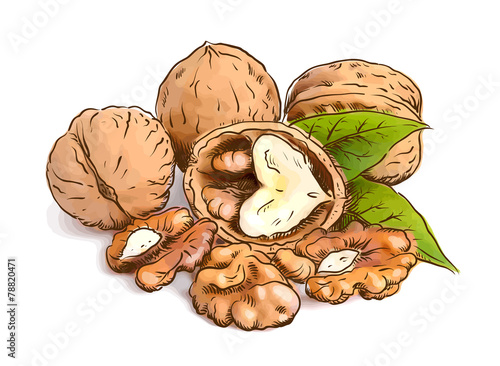 Walnut. Vector illustration.