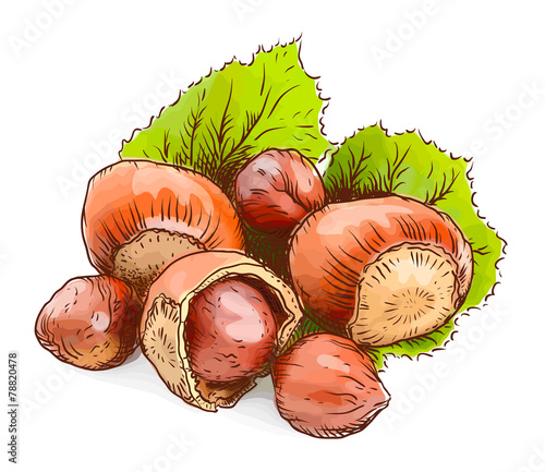 Hazelnut - a filbert. Watercolor imitation.