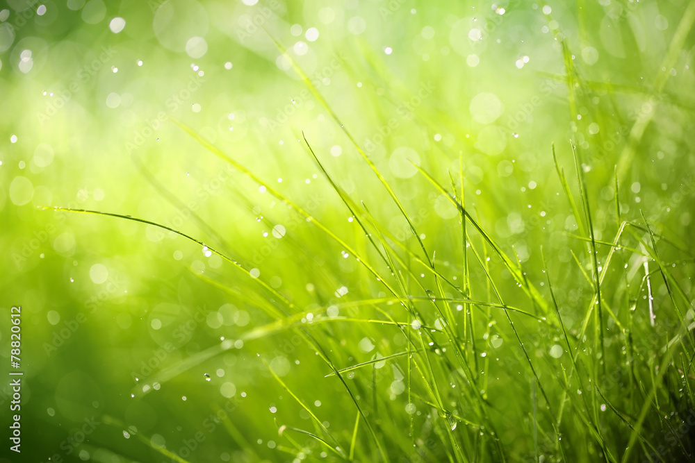 Obraz premium Poranna rosa na wiosennej trawie