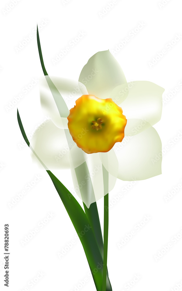 single white isolated narcissus flower single white isolated narcissus flower