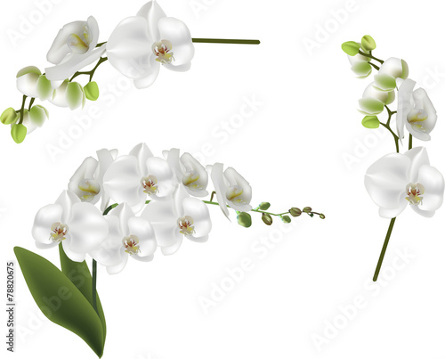set of isolated white large orchid flowers