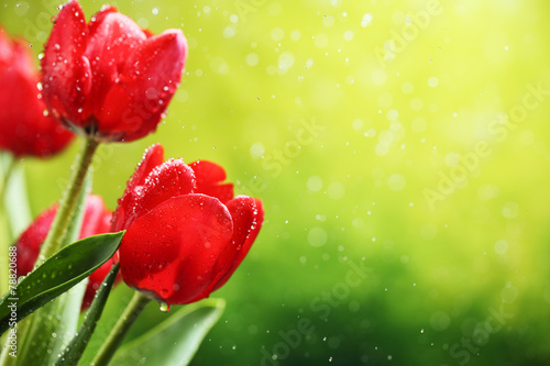 Fototapeta Naklejka Na Ścianę i Meble -  Tulip flowers