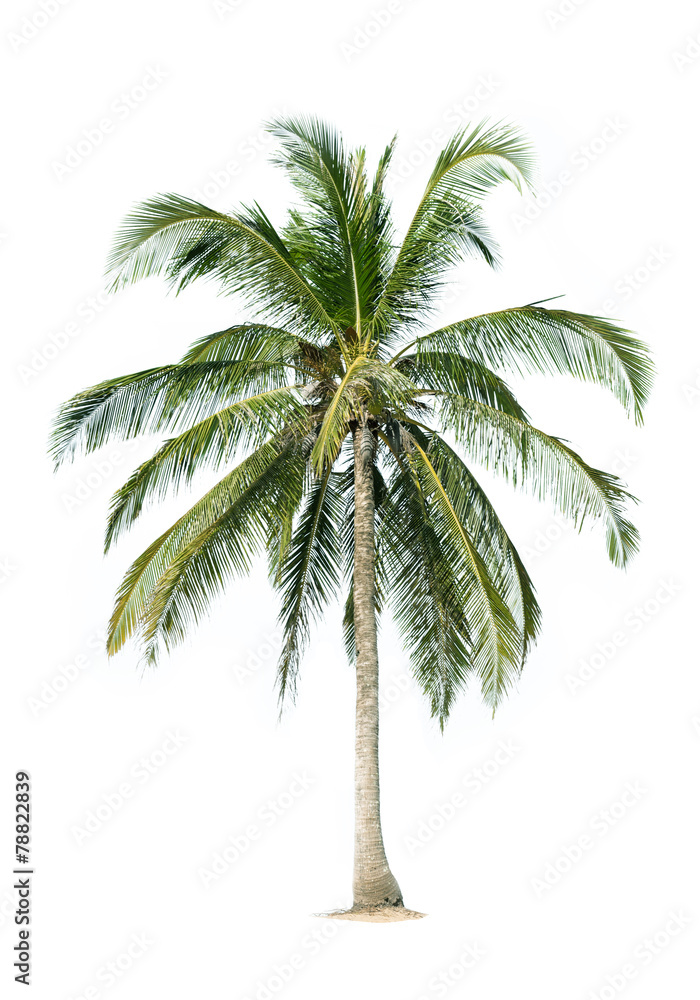 Fototapeta premium coconut tree