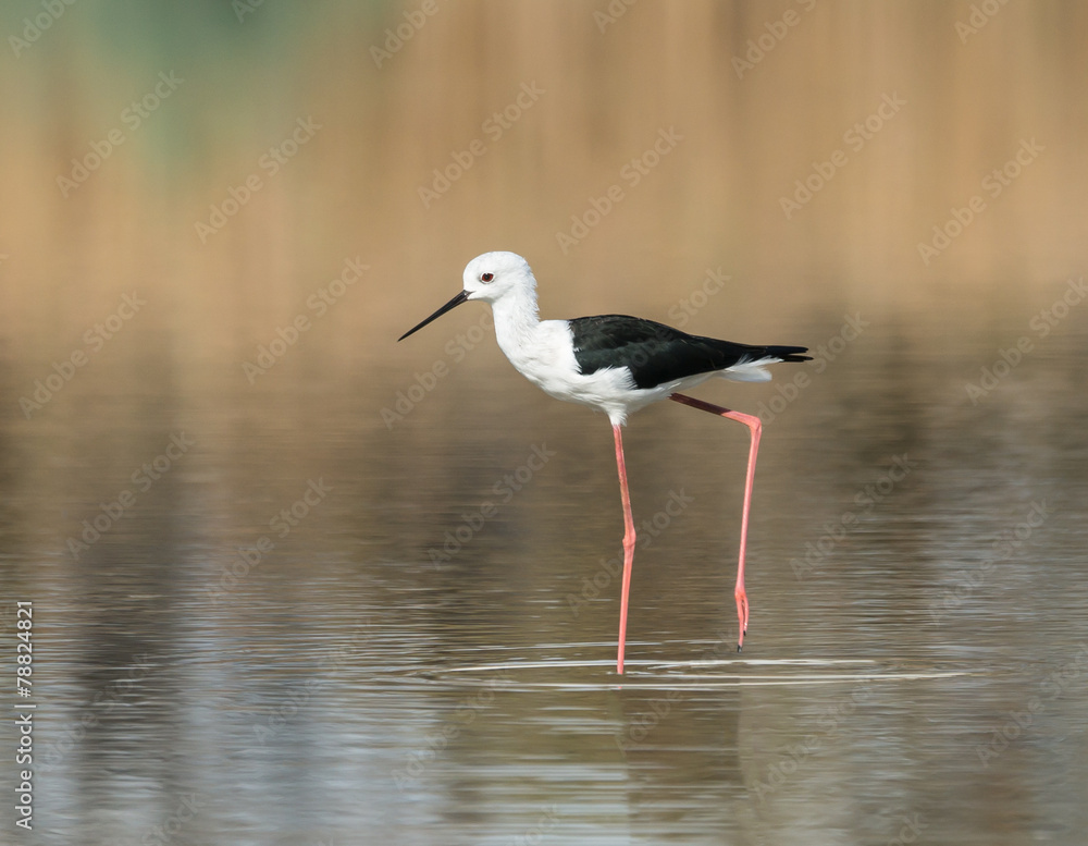 Obraz premium Black-winged Stilt