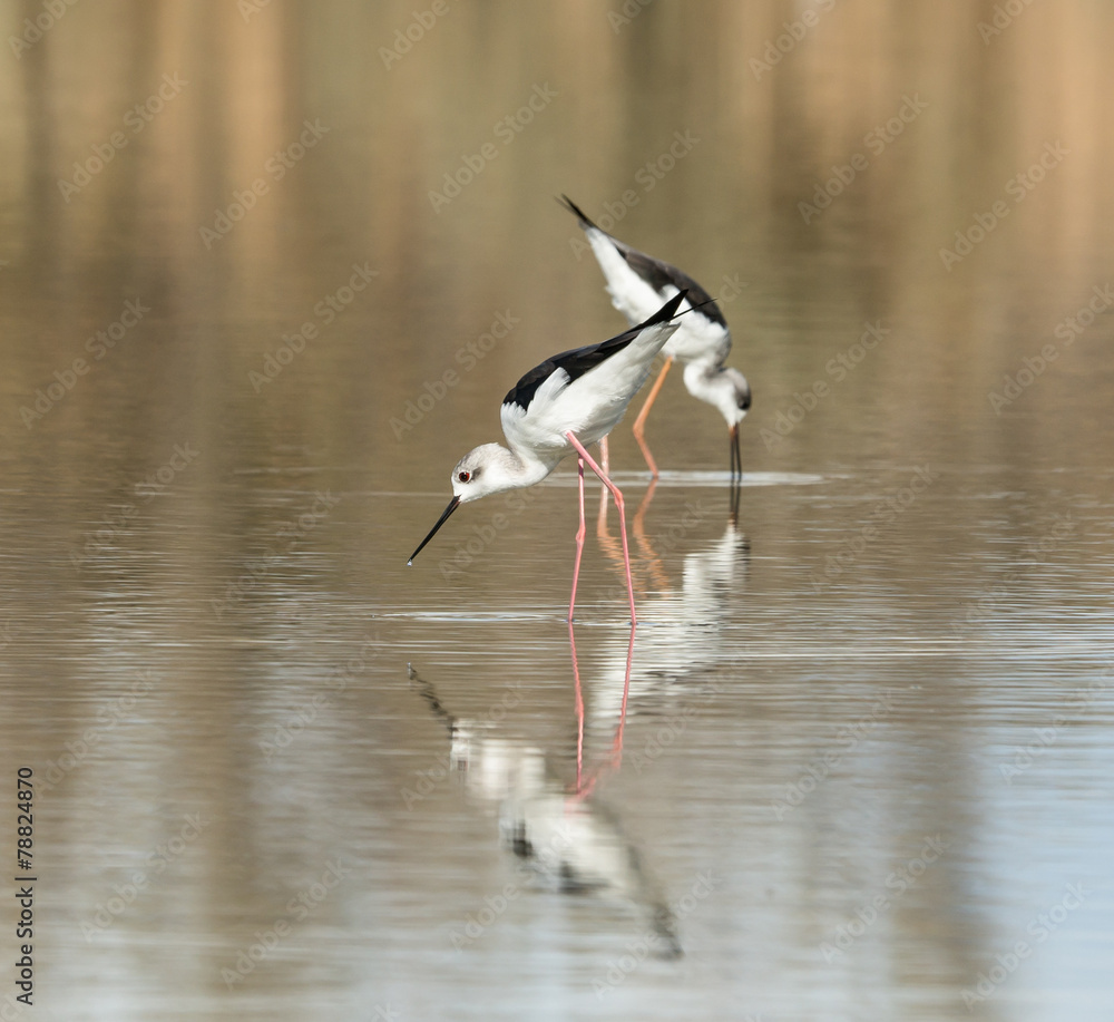 Black-winged Stilt Black-winged Stilt