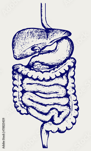 Internal human digestive system. Doodle style