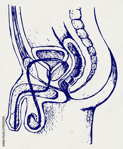 Male urinary system. Doodle style