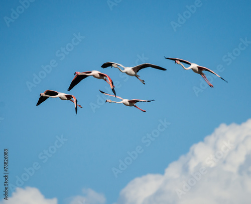 Flock of Greater Flamingos in Flight
