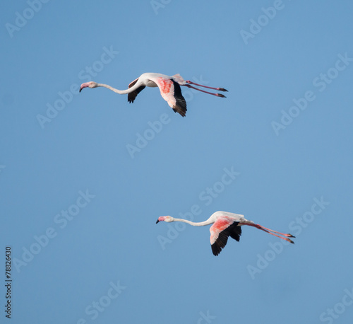 Greater Flamingos in Flight