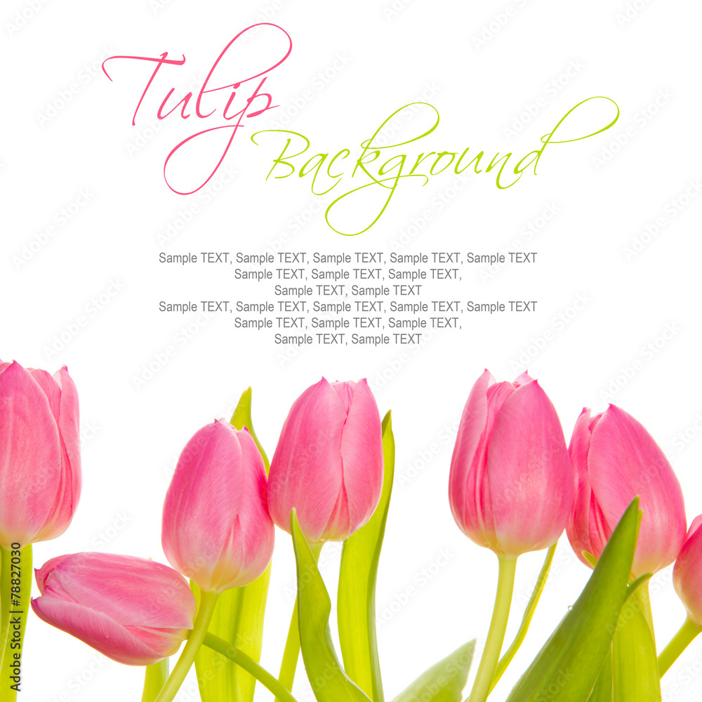 Tulip blooms