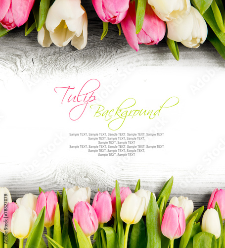 Fototapeta Naklejka Na Ścianę i Meble -  Tulip blooms