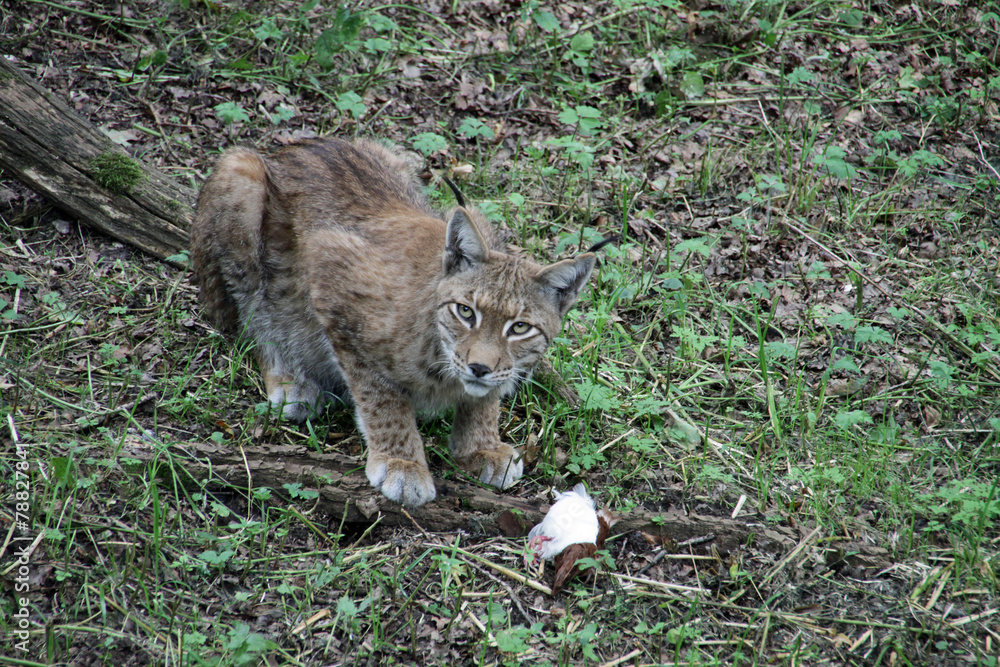 Fototapeta premium Luchs beim Fressen einer Taube