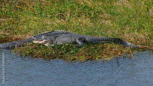 Alligator Everglades © bouchon75
