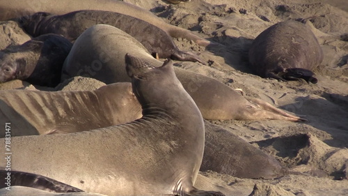 Elephant Seals on Beach