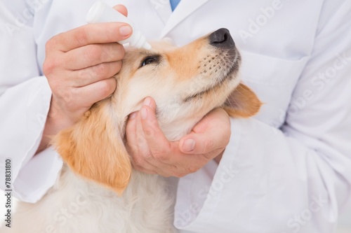 Canvas Print Veterinarian examining a cute dog