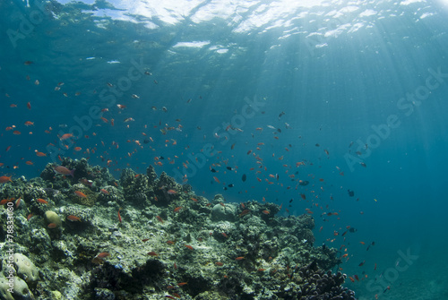 海底に差し込む光と小魚の群れ © blueworldsender