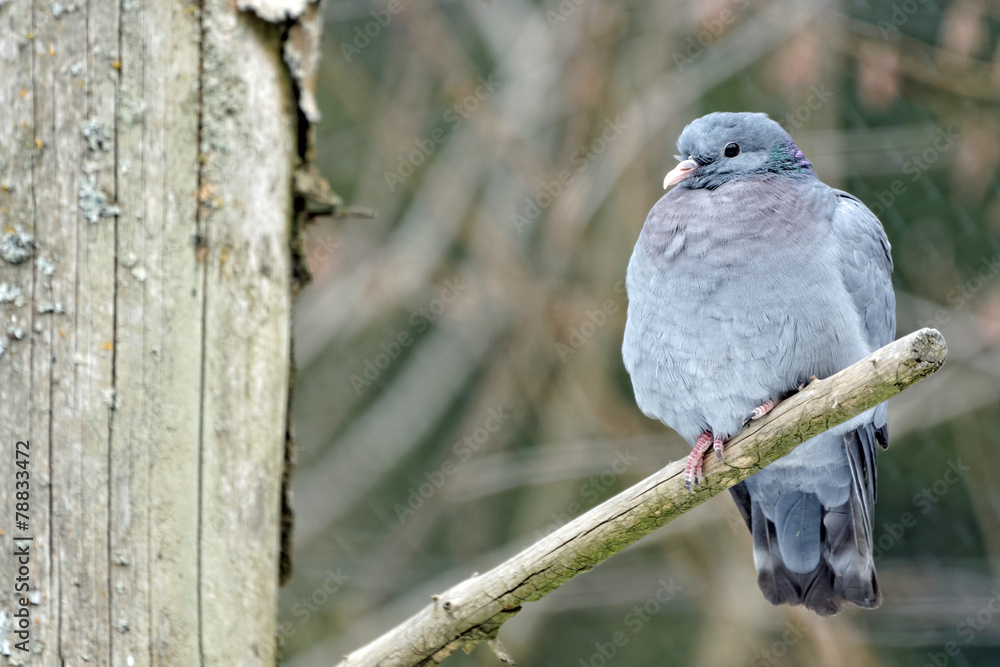 Fototapeta premium Hohltaube (Columba oenas)