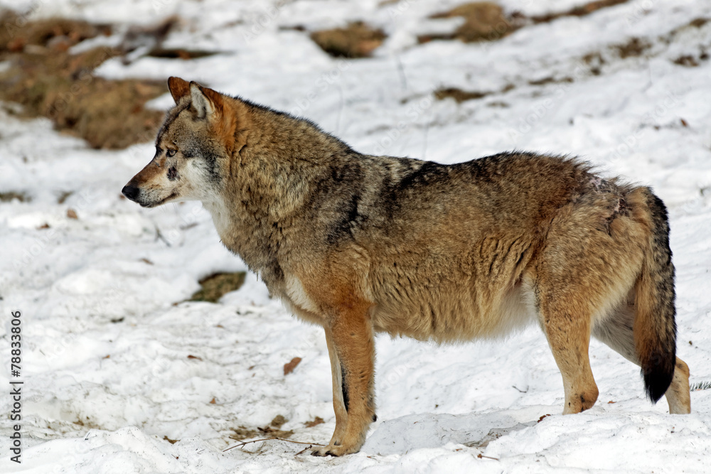 Wolf ( canis lupus )