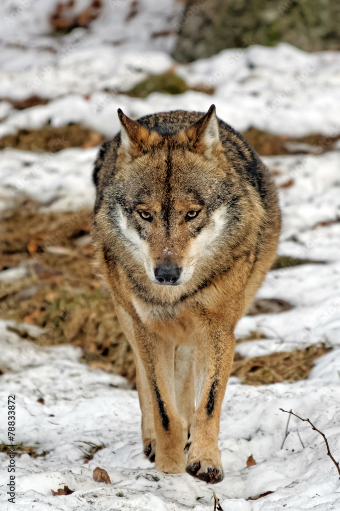 Naklejka premium Wolf ( canis lupus )