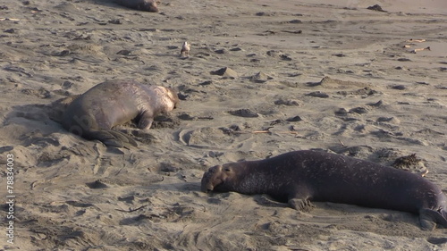 Elephant Seals on Beach
