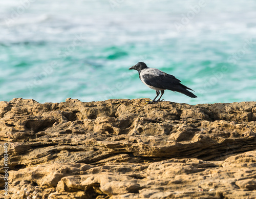 Hooded crows on the sea shore