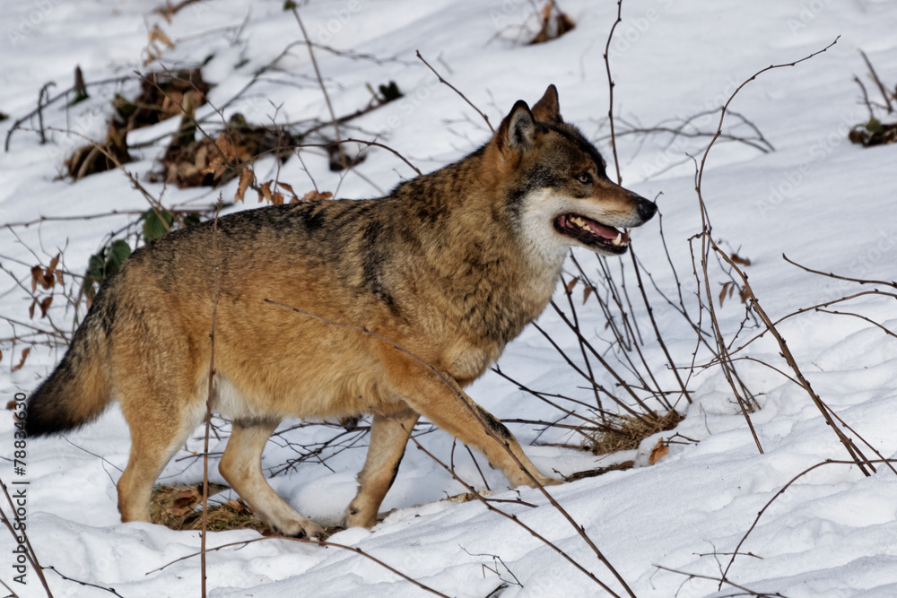 Obraz premium Wolf ( canis lupus )