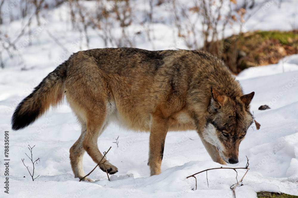 Naklejka premium Wolf ( canis lupus )