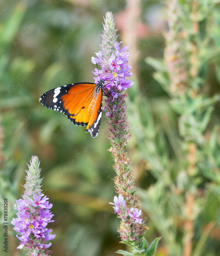 Monarch butterfly on flower Monarch butterfly on flower