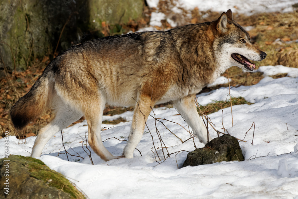 Wolf ( canis lupus ) Wolf ( canis lupus )