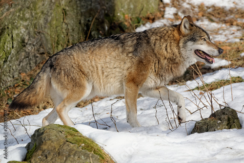 Wolf   canis lupus  