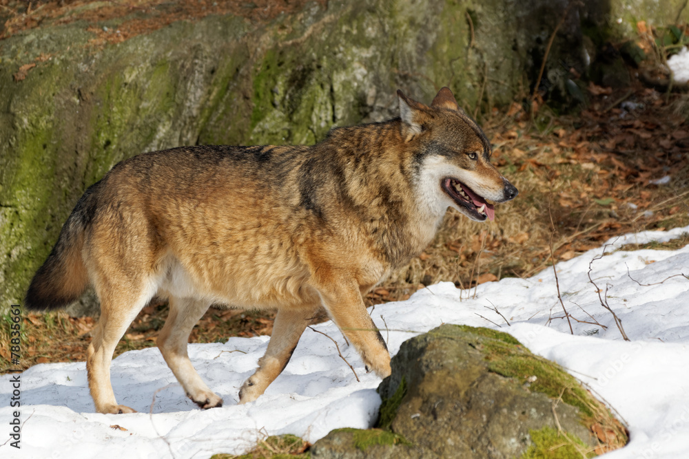 Obraz premium Wolf ( canis lupus )