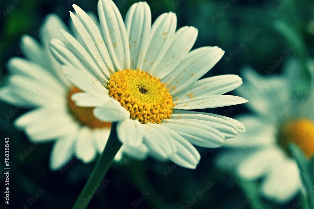 Obraz premium Blütenzauberei