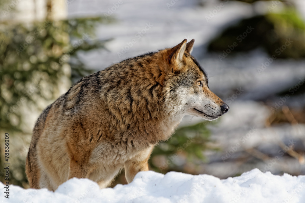 Wolf ( canis lupus )