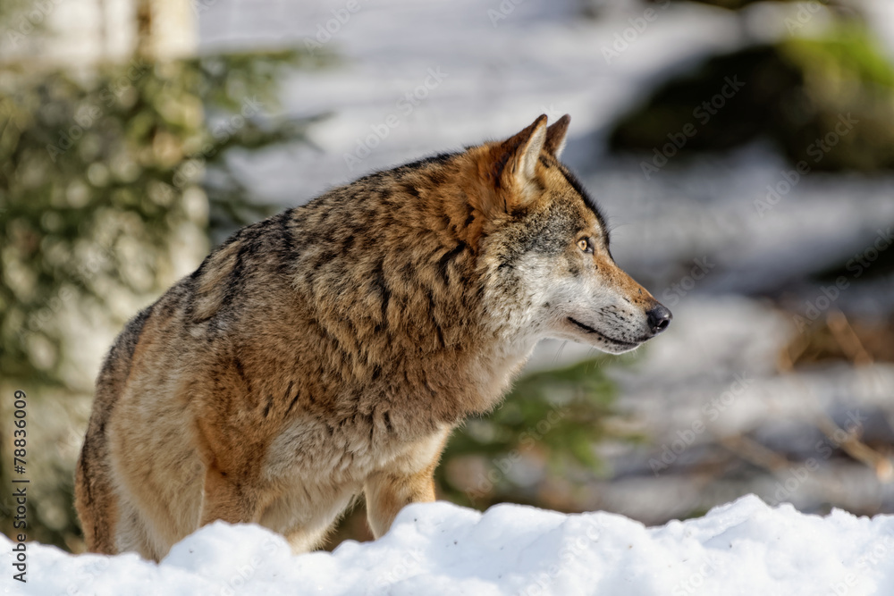 Obraz premium Wolf ( canis lupus )
