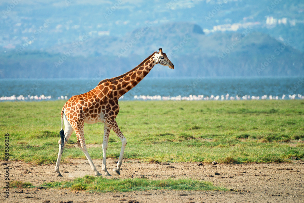 Obraz premium Giraffe