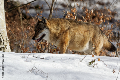 Wolf ( canis lupus )