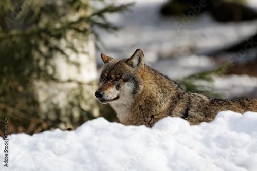 Wolf ( canis lupus )