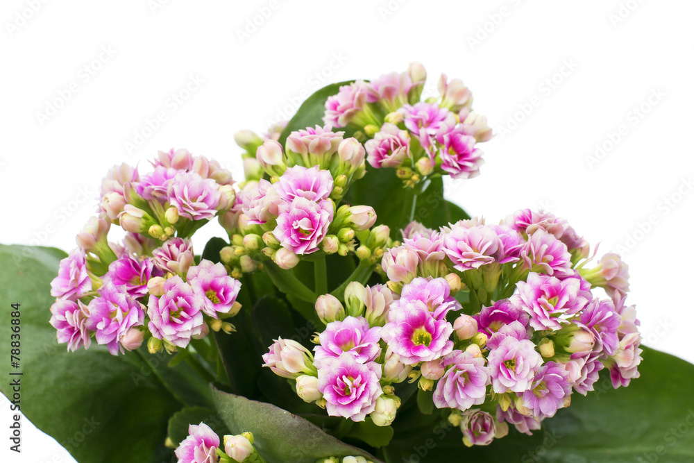 Obraz premium Pink Flower Isolated on White