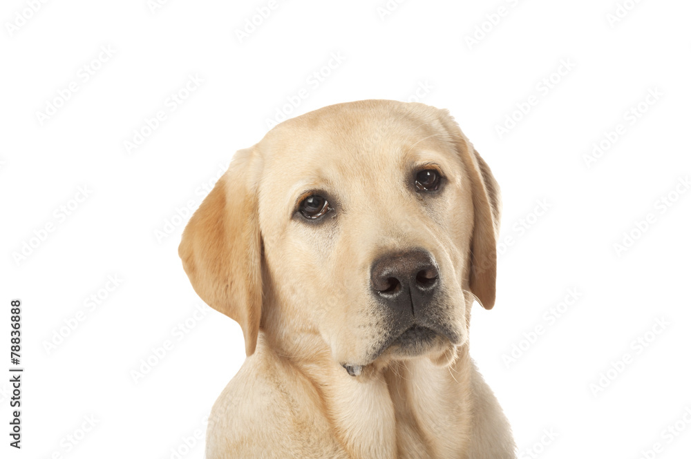 Beautiful Labrador retriever isolated on white background Beautiful Labrador retriever isolated on white background
