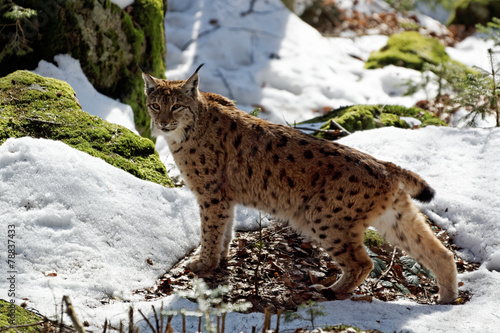 Luchs  lynx lynx 