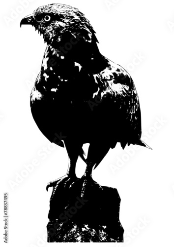 buzzard illustration