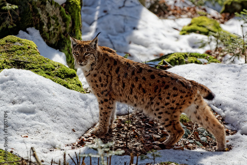 Luchs (lynx lynx) © waidmannsheil