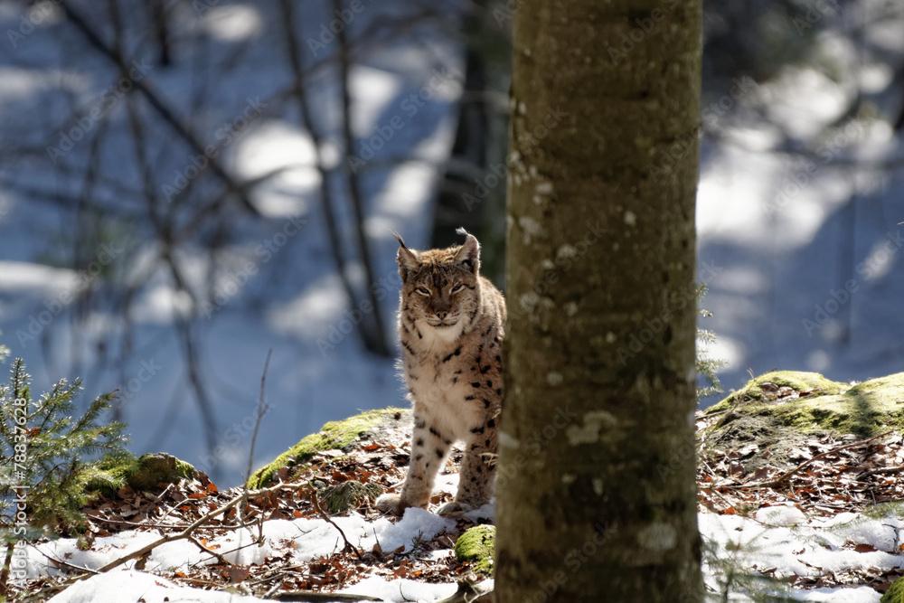 Luchs (lynx lynx) Luchs (lynx lynx)