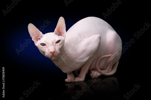 Принти на полотні Sphynx hairless cat