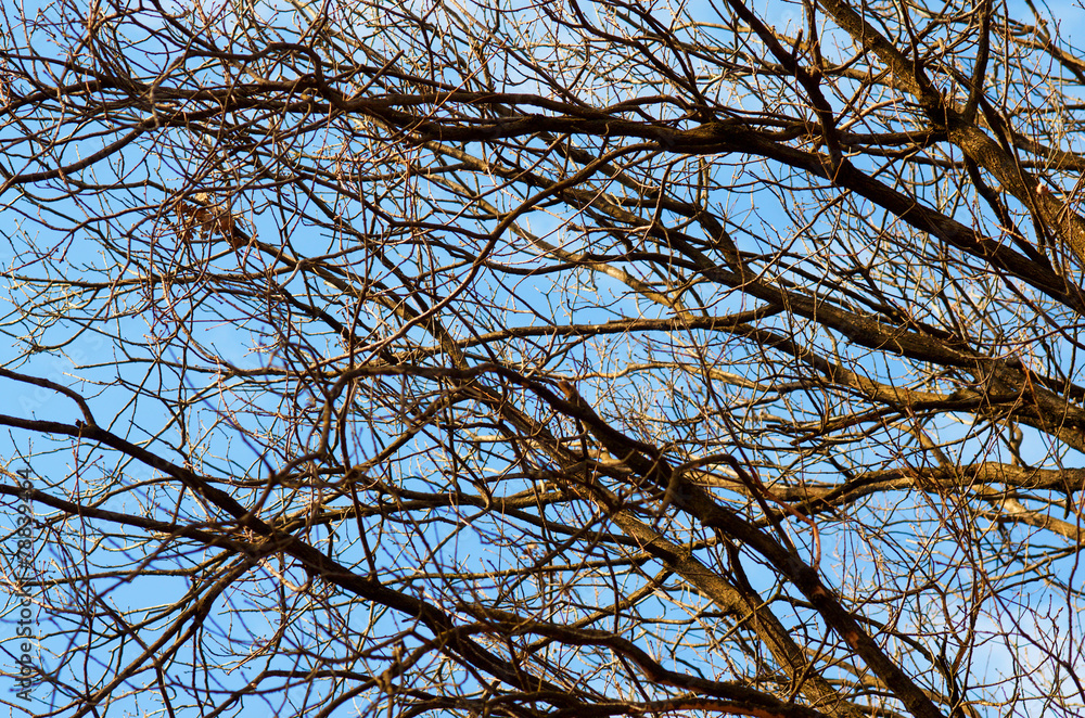 Bare tree branches against blue sky Bare tree branches against blue sky