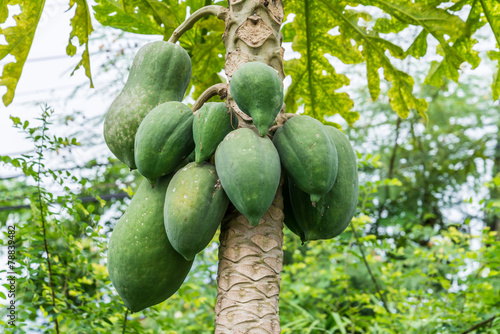 papaya on the papaya tree
