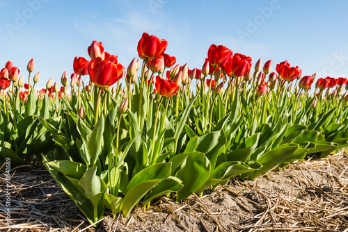 Flowering red tulip bulbs
