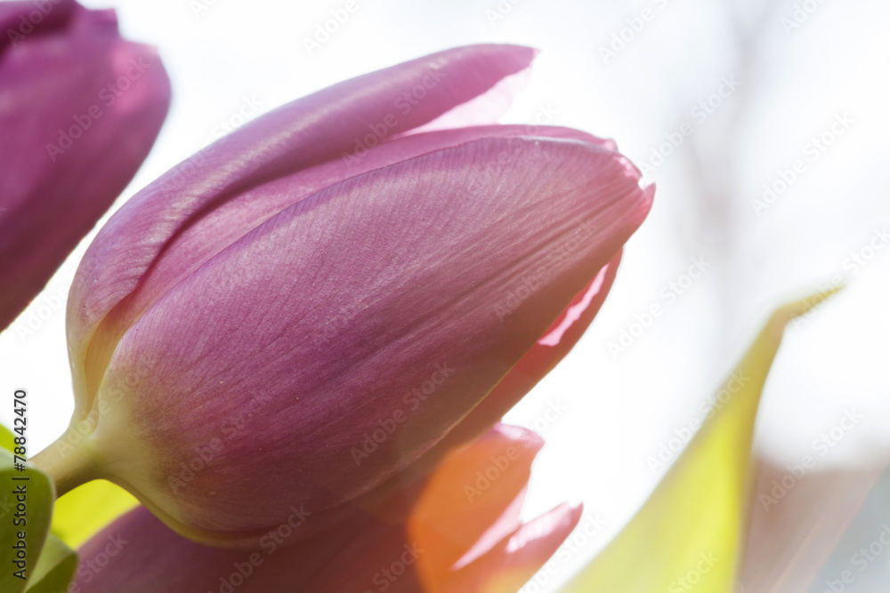 Pink tulips Pink tulips
